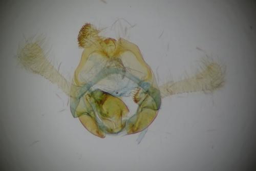 Réf. 263 535 : Endothenia oblongana